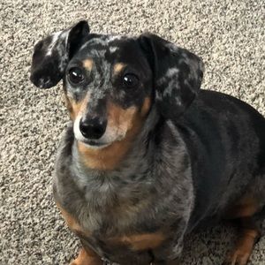 Meet your Posher, Jodi